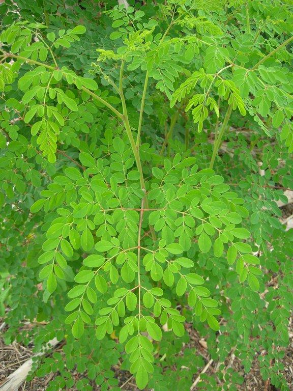 Moringa Oleifera Leaf